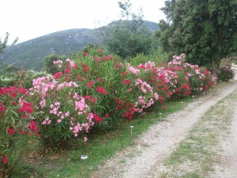 Pensión A Pianella 3*